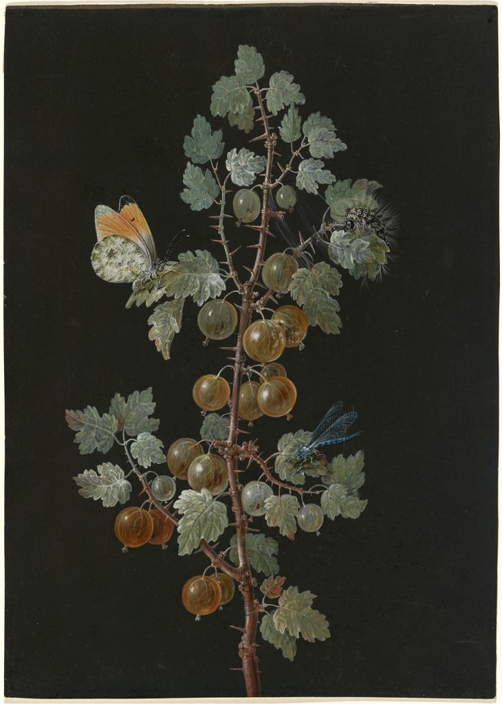 A Branch of Gooseberries with a Dragonfly, an Orange-Tip Butterfly, and a Caterpillar Barbara Regina Dietzsch, A Branch of Gooseberries with a Dragonfly, an Orange-Tip Butterfly, and a Caterpillar,