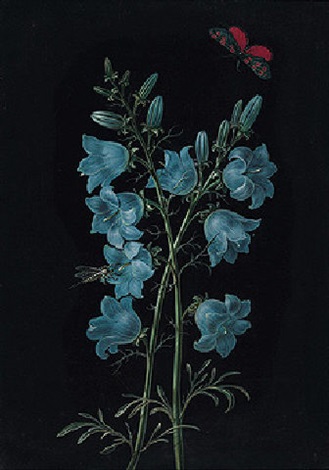 A delphinium with a butterfly by Barbara Regina Dietzsch on artnet