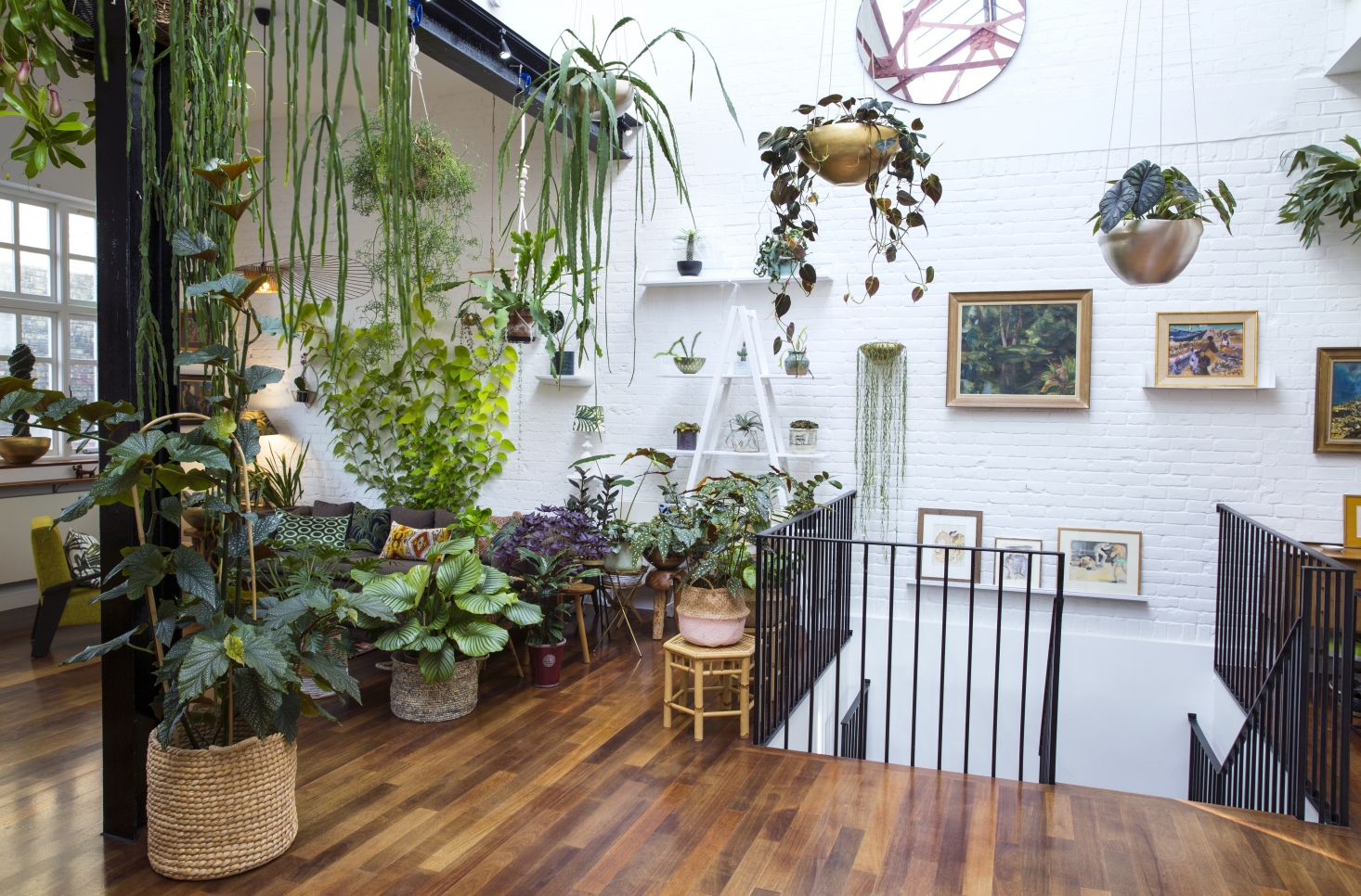 Wholesale Plants Store Brooklyn | Decoration Plants Brooklyn