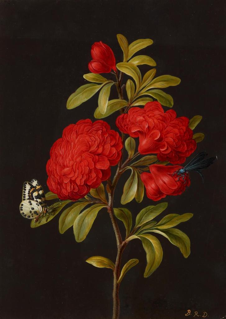 Barbara Regina Dietzsch Branch of flowering pomegranate with magpie moth  and blue damselfly ca 1750 Kupferstichkabinett Berlin | artdone