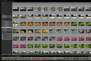 Introduction to Features of the Library Module in Adobe Lightroom