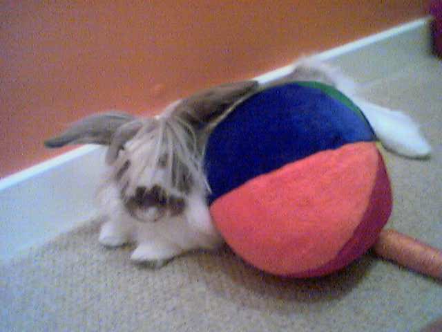 Post some pictures of other pets! - Page 3 - The Lounge - PistonHeads - The image captures a quirky scene of a miniature rabbit cuddling with a colorful ball that resembles a beach ball. The rabbit, with white fur and a fluffy tail, is sitting on the floor next to a white baseboard. The ball is positioned upright against a contrasting backdrop of a red-orange wall, which creates a vivid and eye-catching centerpiece in the image. The daylight bathes the scene providing a natural and cheerful setting.