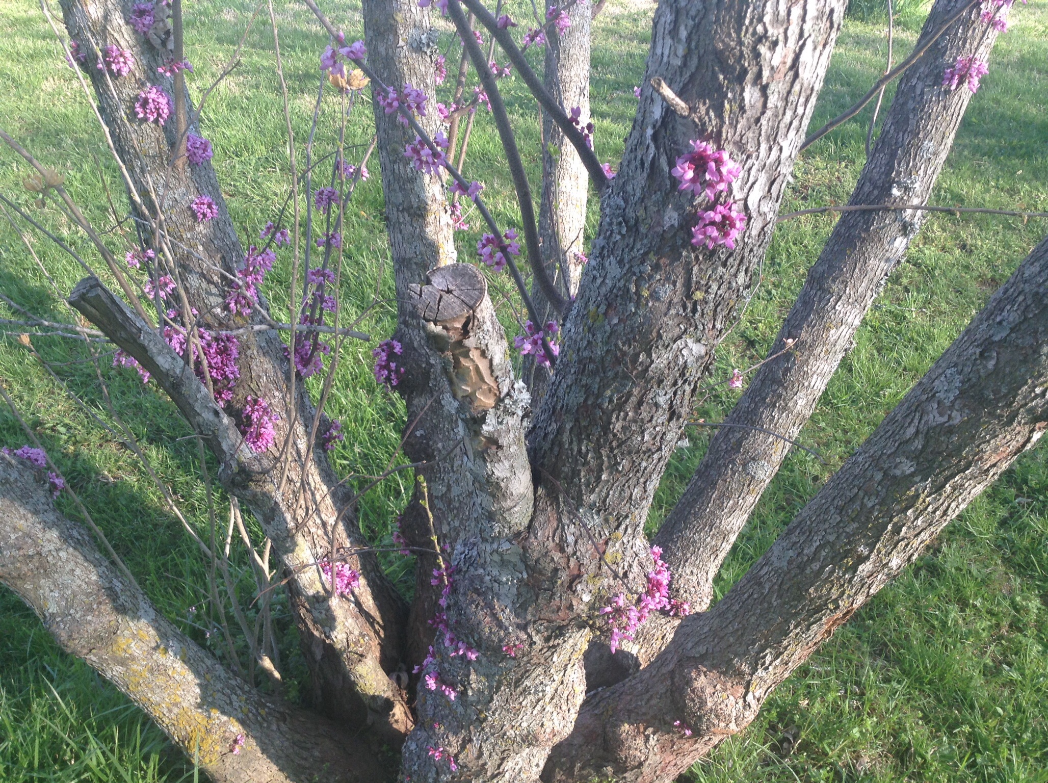 A tree that has a bird on it - The image shows a tree in a grassy area, adorned with numerous clusters of pink blossoms. These buds are scattered throughout the tree, with some concentrated towards the bottom right corner of the image. The tree trunk is visible, showing a variety of textures and hues typical of bark. The background is a soft-focus grassy expanse, providing a natural setting that accentuates the vibrancy of the tree's beautified state.