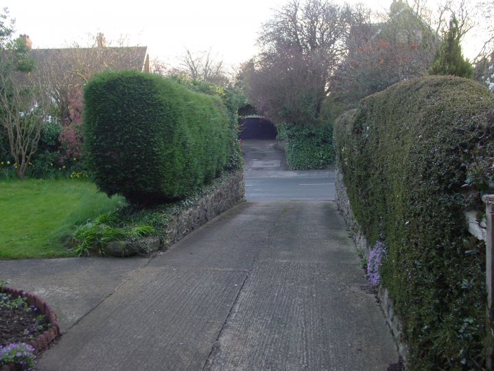 How best to cut down old dead leylandii? - Page 1 - Homes, Gardens and DIY - PistonHeads - The image shows a narrow concrete pathway, likely located in a residential area. The pathway is flanked by overgrown hedges and is bordered by stone walls, one of which can be seen on the right side. Above, there is an array of trees that appear to have lost their leaves, possibly indicating that the photo was taken in autumn or winter. The lighting suggests that it is either early morning or late afternoon.