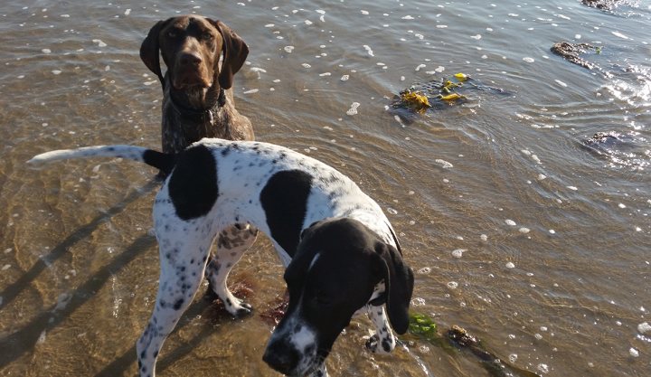 Two dogs are playing with a frisbee in the water - Pistonheads - In the image, two dogs are standing in water at the beach. The dog on the left appears to be a brown and black canine, while the dog on the right has a black and white coat. Both dogs are focused on something in the shallow water. The sand and water composition suggests the tide is going out or has just gone out. The overall scene portrays a serene and natural setting common to beach environments. There are no visible pets other than the two dogs. There are no pets visible in this image.