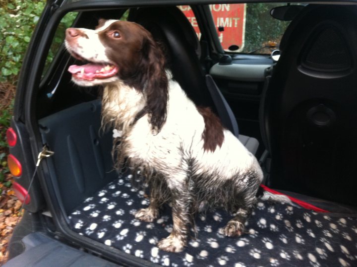 Dog photos - Page 1 - Photography & Video - PistonHeads - The image captures a charming moment inside a car. A shaggy brown and white dog, possibly a Border Collie, is sitting in the back seat of the car. Its coat is wet, suggesting it might have been in the rain. The dog is looking forward, giving the impression it's ready for a journey. A red and white scarf adorns the car seat beneath it, adding a touch of color to the scene. The dog's eyes are wide open, and its mouth is lightly open, possibly panting or looking forward to the drive.