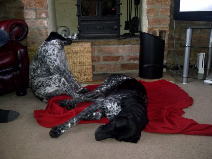 Pistonheads - The image captures a cozy indoor scene with two spotted dogs resting on a red blanket. One dog is standing upright on its hind legs, partially leaning against a wicker basket, while the other dog is lying down, appearing relaxed and at ease. They are positioned in front of a fireplace, with bricks visible surrounding the opening, and what appears to be a television on a stand to the right. The setting gives an impression of tranquility and homely comfort.