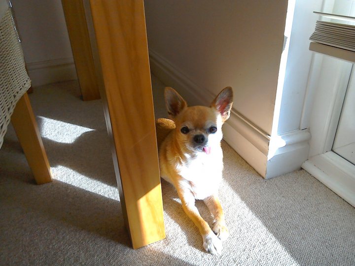 Any treatment for dry cracked dog nose - Page 1 - All Creatures Great & Small - PistonHeads - The image shows a small dog, likely a chihuahua, sitting on a carpeted floor next to a wooden chair leg. The dog appears relaxed with its eyes looking directly at the camera. The room has a light atmosphere, with sunlight creating a play of shadows on the floor. To the right, there's a corner blocked by what seems to be a white wooden structure, possibly a table or a cabinet. The overall setting suggests a casual, indoor environment, possibly a living room or a dining area.