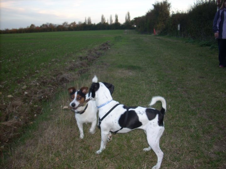 Rehoming Lovers Dog Urgently Pistonheads Year