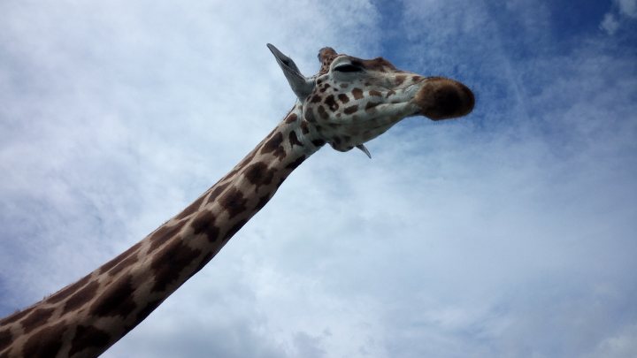 The camera can capture some fantastic moments IV - Page 244 - Photography & Video - PistonHeads - The image captures a majestic giraffe standing tall against a backdrop of a cloudy sky. The giraffe is situated in an outdoor setting, its body erect and its neck stretching upwards, reaching for the sky. Its skin is a beautiful mosaic of patches in varying shades of brown. The giraffe's gaze seems to be directed towards the viewer, giving the impression of a silent conversation with the camera. The vivid blue of the sky contrasts sharply with the warm brown of the giraffe's coat, creating a striking visual impact.