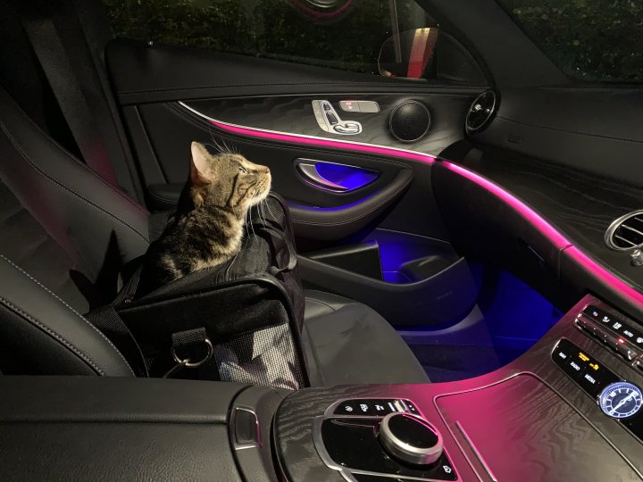 Anyone own/owned a 2018 E class estate? - Page 1 - Mercedes - PistonHeads UK - The image features a black cat sitting in the driver's seat of a car. The interior of the car is well-lit and has a modern design, with blue and pink lights visible on the console and dashboard. The backrest of a passenger chair is visible in the lower part of the image, suggesting that this is either a front row seat or the rear view mirror area. There's a backpack on one side of the driver's seat. The car appears to be parked indoors, as suggested by the ambient lighting and the way the car door is open, revealing a glimpse of the interior.