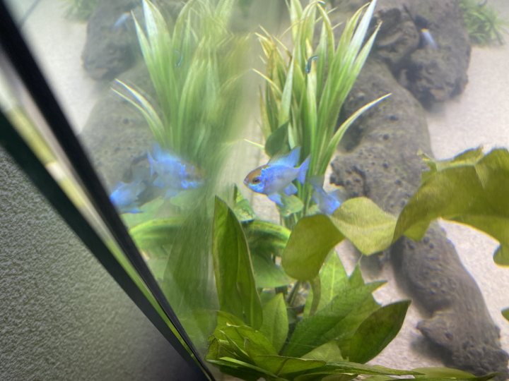 Show me your aquarium - Page 39 - All Creatures Great & Small - PistonHeads UK