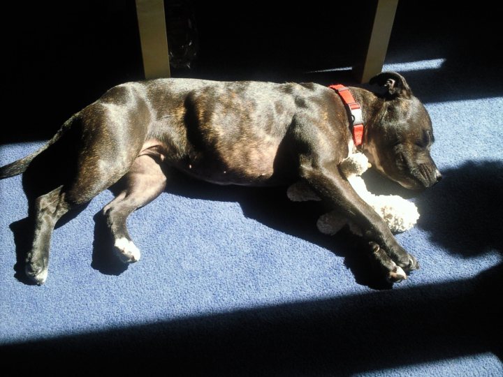 Post photos of your dogs - Page 7 - All Creatures Great & Small - PistonHeads - This image captures a moment of relaxation, featuring a black and brown dog lying down on a blue carpet. The dog is comfortably stretched out, with its body appearing relaxed and at ease. To add a touch of charm to the scene, the dog is wearing a red collar. Perhaps most interesting is the teddy bear the dog is snuggled next to, suggesting a sense of companionship or even playfulness. The overall ambiance of the scene suggests a serene and tranquil setting, possibly a quiet corner of a home.