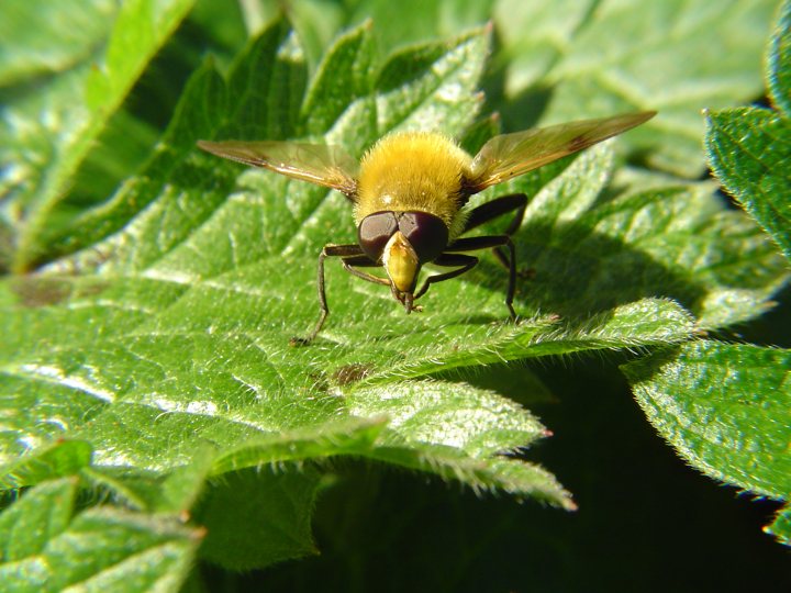 Macro Photo thread - Page 9 - Photography & Video - PistonHeads - The image captures a moment of tranquility in nature, featuring a bee perched on a green leaf. The bee, with its yellow and black body, is facing towards the camera, seemingly unaware of its surroundings. The leaf itself is part of a plant that spans across the image, its vibrant green color contrasting beautifully with the bee's golden hue. The background is a blur of additional leaves, suggesting the bee is in a dense foliage or a thriving garden. The overall scene evokes a sense of serenity and the beauty of the natural world.