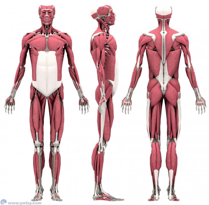 The image displays three separate views of a figure's muscular anatomy, predominantly highlighted in red against a white background, which suggests a focus on fitness, bodybuilding, or educational purposes. The most left view shows a frontal perspective, the middle view presents a detailed back side, and the right view adds a side profile, each providing a different angle of the human form. The figure is idealized with a toned physique, emphasizing the definition of muscles, bones, and joints.