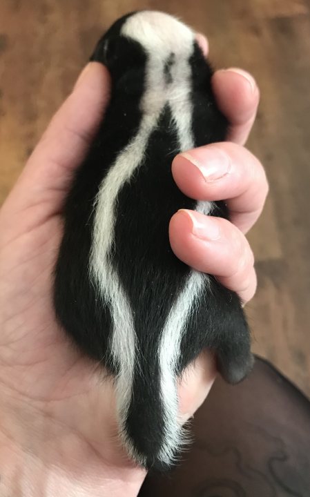Something different. Meet my new baby Skunk - Page 4 - All Creatures Great & Small - PistonHeads UK