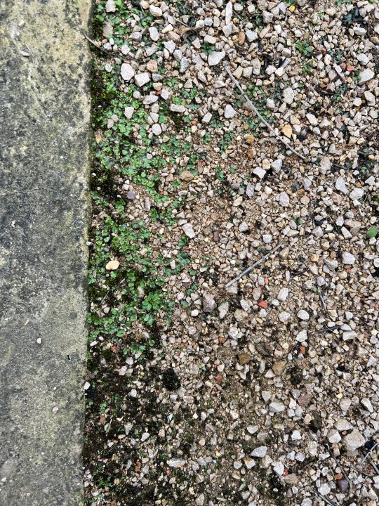 How to kill this weed. - Page 1 - Homes, Gardens and DIY - PistonHeads UK