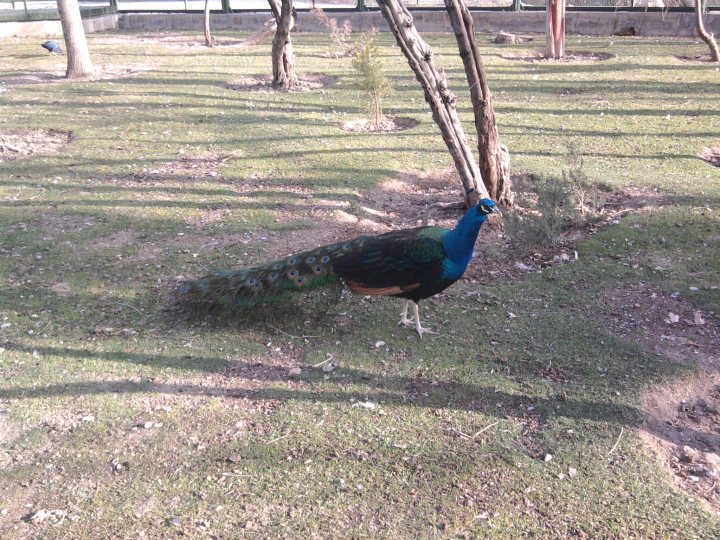 Nature Birds Peacock