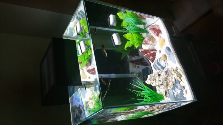 My Fluval edge 46l. - Page 1 - All Creatures Great & Small - PistonHeads