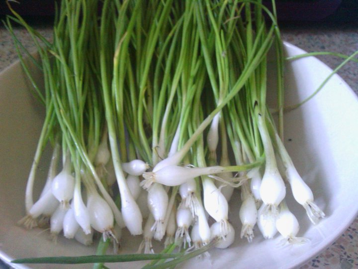 A bunch of vegetables that are on a table - Pistonheads - The image shows a bunch of fresh parsley root, which is the part of the parsley plant that is often used in cooking as a seasoning or as an ingredient in various dishes. The roots are pure white with a slight curl and are surrounded by the green leaves and stems of the parsley. They are presented in a white bowl that is placed on a kitchen countertop. The focus of the image is on the roots, with the leaves and stems slightly blurred in the background, emphasizing the vibrant white color of the parsley.