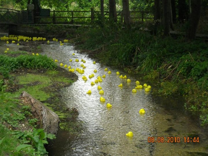 Pistonheads - The image captures a surreal scene of numerous yellow rubber ducks floating down a meandering stream or river, seemingly disconnected from their playful context. The ducks are scattered across the calm water, demonstrating a lack of order that contrasts with the stereotype of rubber ducks in baths or pools during playtime. The stream cuts through a lush green landscape, with ferns and other plants surrounding the watercourse, providing a sense of serenity and natural beauty, as well suggesting a season or location of rain or recent water activities.