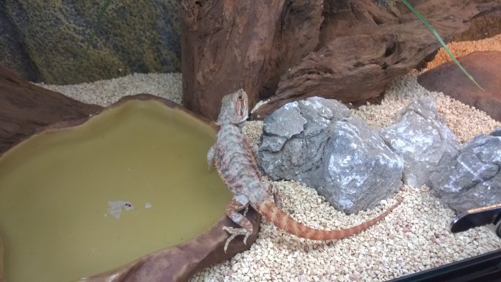 Our new bearded dragon! - Page 1 - All Creatures Great & Small - PistonHeads - The image shows a colorful gecko in a naturalistic habitat. The gecko is perched near the edge of a water dish within an artificial environment that mimics a rocky terrain. The rocks, sand, and plants provide a complex scene that appears to be an attempt at simulating the gecko's natural habitat. The gecko, with its vibrant colors and skin texture, stands out against the brown and green tones of the rocks and gravel.