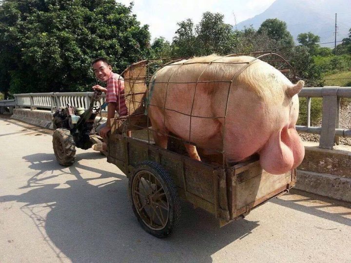 A horse pulling a cart with a person on it - Pistonheads - In the image, a man is sitting in a two-wheel motorcycle cart that is carrying a large, saran-wrapped pig. The pig appears to be a young hog and is sitting upright, seemingly restrained in the cage. The man next to the pig is also on a two-wheel motorcycle cart. They are likely on a rural road, given the surroundings and the presence of another motorcycle cart in the background, although it is currently unoccupied. Both carts are equipped with cages, indicating that the man may be transporting livestock.