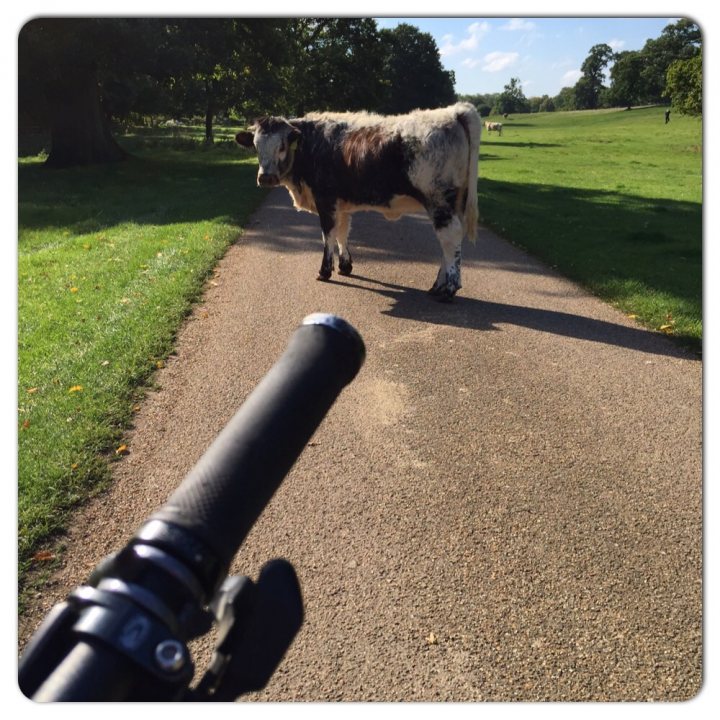 The "Photos From Today's Ride" thread... - Page 225 - Pedal Powered - PistonHeads - This image captures a tranquil scene in nature. A cow is seen strolling along a tree-lined dirt path. The cow, characterized by its brown and white coat, is the main subject of the image. It appears calm and unhurried as it walks on the path. The surroundings consist of lush green grass and trees that add to the serene atmosphere. In the background, there is a fence that delineates the path, suggesting that this might be within a farm or a pastoral area. The image provides a glimpse into rural life.