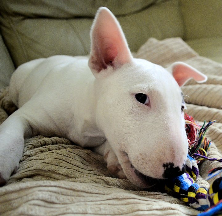English Bull Terrier - Page 22 - All Creatures Great & Small - PistonHeads UK