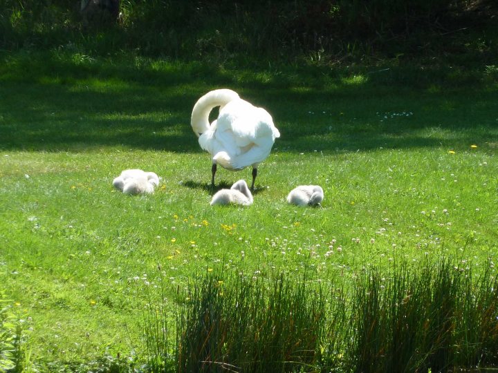 hever pics - Page 1 - Aston Martin - PistonHeads - The image shows a serene scene in a grassy, lush field. At the center of the image is a majestic white swan elegantly strolling across the field. This swan, with its curved neck and graceful gait, draws the eye immediately. 

Accompanying the swan, there are several fluffy white ducklings trailing behind, likely following their mother. The ducklings are smaller and adopt a rounded shape typical of ducklings.

The background is a lush expanse of vibrant green grass, providing a natural and peaceful setting for the swan and ducklings. 

There's a watermark in the image, indicating that it's likely a stock photo. This watermark adds a subtle touch, preserving the original copyright while adding a layer of authenticity to the image.