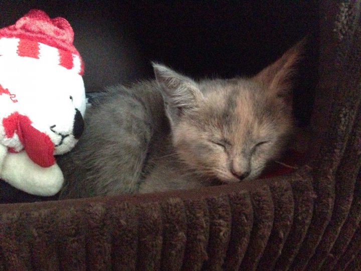 Introducing resident cat to a new kitten - Page 1 - All Creatures Great & Small - PistonHeads - This image features a gray kitten peacefully sleeping within a cushioned kitten bed. The bed is lined with faux fur and is comfortably large for the small cat. Beside the bed, there's a stuffed animal resembling the kitten and wearing a red and white striped hat. The overall setting seems cozy and tranquil, with the kitten in a state of rest, likely feeling secure in its personalized space.