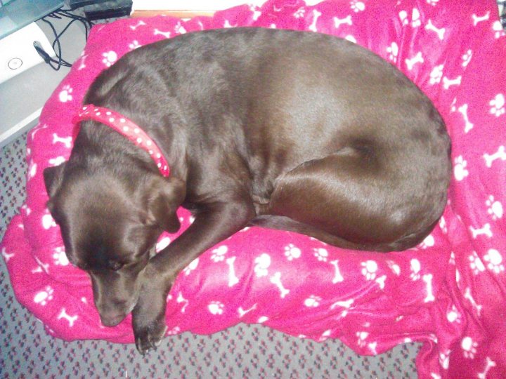 A black dog laying on top of a bed