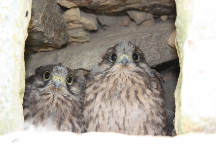 Pistonheads Pest Billericay Control - The image features two young owls peeking out from within what appears to be a rocky cave or crevice. The owls are looking directly into the camera, their round bodies covered in feathers with various shades of brown. Their wide-open eyes stand out vividly against their darker surroundings, indicating that they are robust and healthy. The background is dimly lit, further emphasizing the subjects in the foreground. The rock formations surrounding the owls provide a natural and rugged backdrop, suggesting an environment typical of owls' natural habitat.