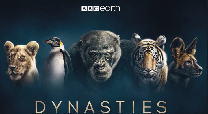 Sir David Attenborough's Dynasties - Page 1 - TV, Film & Radio - PistonHeads