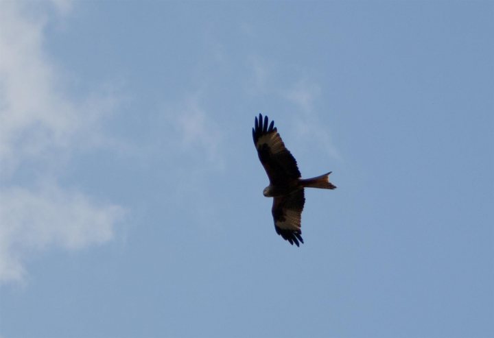 Red Kite Pistonheads - The image shows a large bird, possibly a hawk or an eagle, soaring high in a clear blue sky dotted with wispy white clouds. The bird appears in silhouette, its wings fully extended as it glides through the air. Its tail is clearly visible, suggesting its powerful flight capabilities. The perspective of the photo is from below, offering an upward view of the bird, which adds to the dramatic effect of the image. The bird's body is compact, with a pointed beak and sharp talons, indicative of its status as a bird of prey.