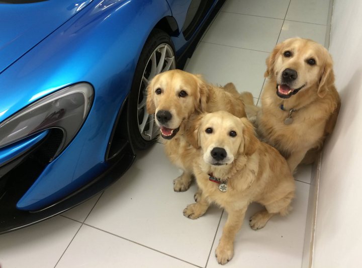 A dog and a dog are in a car - Pistonheads - This image captures three yellow lab puppies, each with a hopeful expression, standing next to each other in front of a blue sports car. The car's sleek design is accentuated by shiny black trim, and its large front grill adds to the vehicle's imposing appearance. The puppies and the car take up most of the frame, making them the main focus of the image.