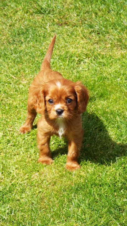 Cavalier King Charles Spaniel - Page 2 - All Creatures Great & Small - PistonHeads