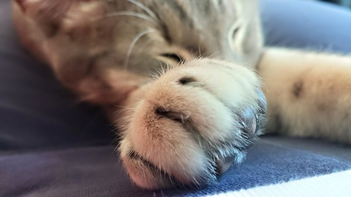 - Page 474 - All Creatures Great & Small - PistonHeads - The image captures a close-up view of a cat's paw, showcasing the intricate detail of its fur. The cat, whose fur is a mix of white and gray, is resting its arm on a purple blanket. The paw is extended towards the camera, displaying its five toes. At the end of the paw, a pink nose adds a touch of color to the scene. The feline expression visible at the top of the frame seems content and relaxed, suggesting a sense of comfort and security in its resting spot.