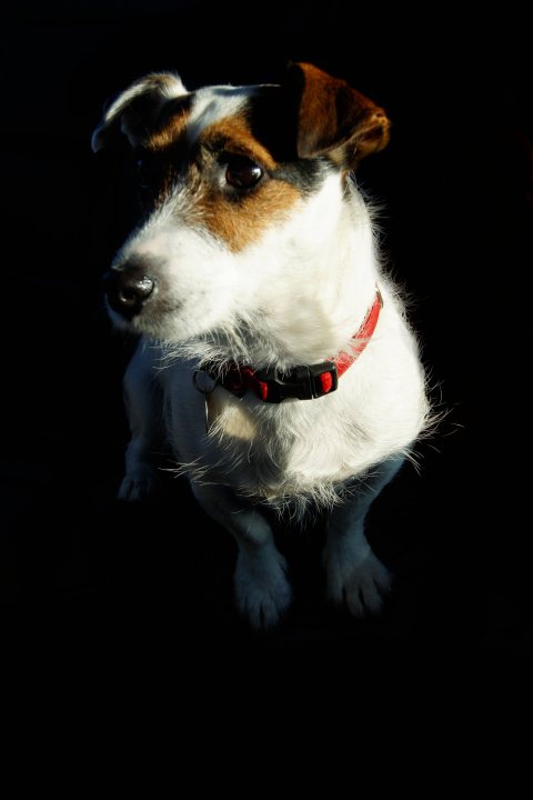 Russels Jack Pistonheads - This image captures a close-up view of a small, white dog with brown ears. The dog is wearing a red collar with a red bell. Its eyes are wide and its head is slightly tilted as if looking forward to something. The background is extremely dark, which highlights the dog and gives the image a silhouette effect. This gives the image a dramatic and contrasting feel.