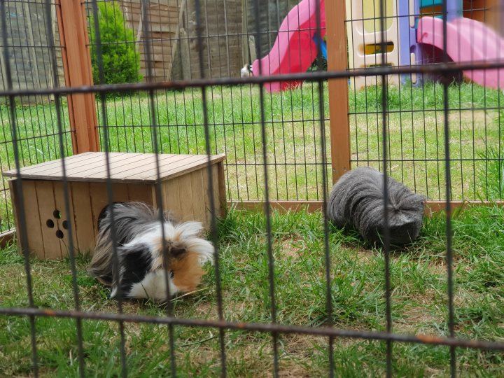 Who has Guinea Pigs? - Page 1 - All Creatures Great & Small - PistonHeads