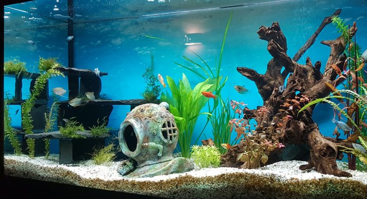 Show me your aquarium - Page 34 - All Creatures Great & Small - PistonHeads UK