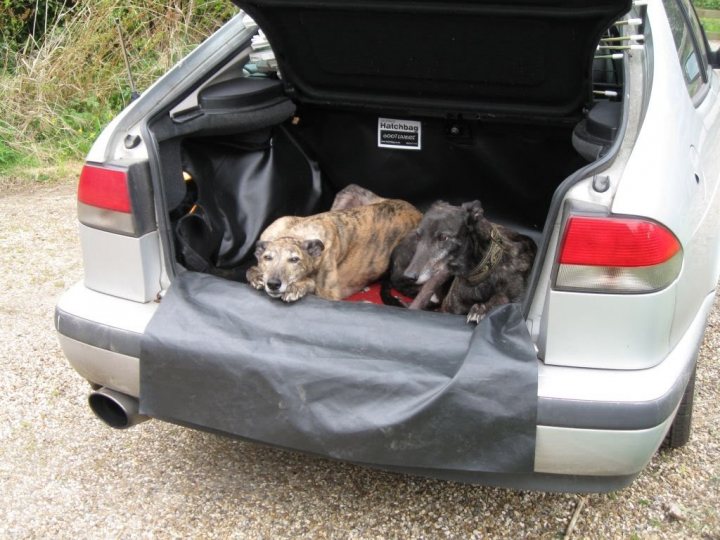 Dogs in cars - your travel "solutions" - Page 2 - All Creatures Great & Small - PistonHeads UK