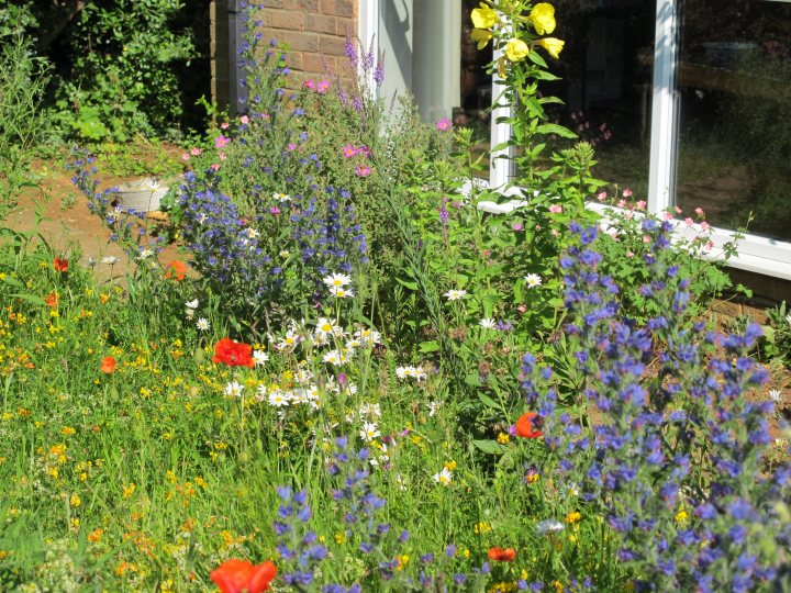 Wildflowers: turf or seed? - Page 1 - Homes, Gardens and DIY - PistonHeads