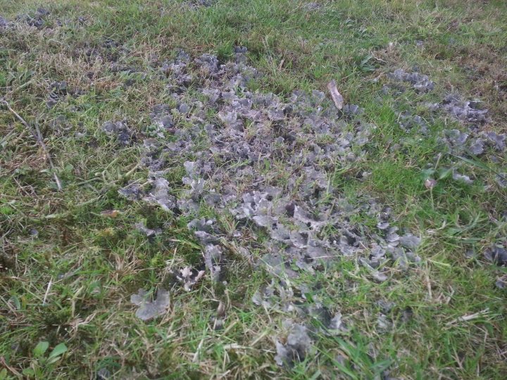What's this growing on my lawn? - Page 1 - Homes, Gardens and DIY - PistonHeads