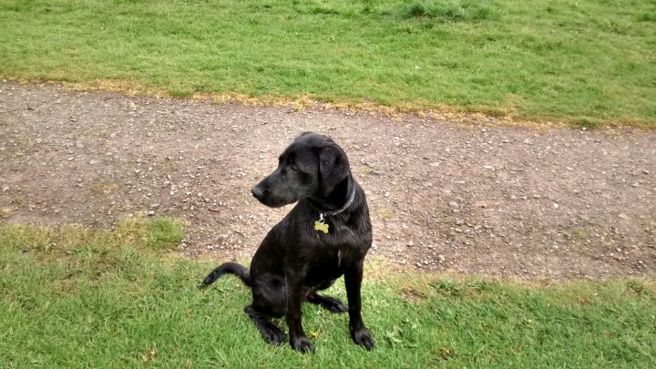 Black Labrador - six months today - Page 1 - All Creatures Great & Small - PistonHeads