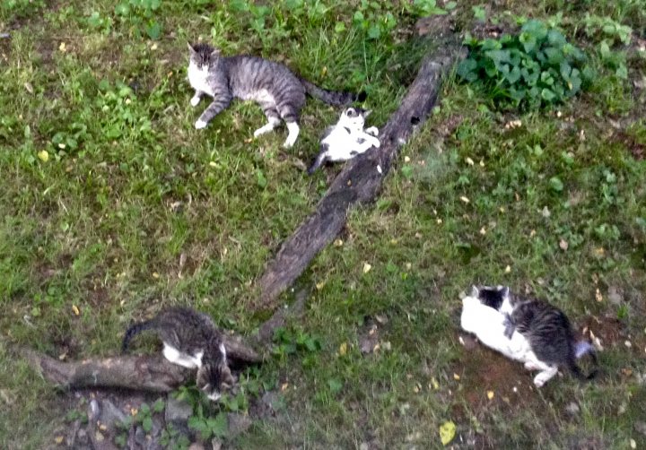 A couple of cats laying on top of a grass covered field - The image showcases a tranquil scene on the ground with a collection of six adorable cats. Three of these feline companions are spotted cats, while the other three are black and white. They are all lying down, perhaps enjoying the warmth of the sun or simply resting. They are spread out, some closer to a fallen tree trunk, while others are farther away, offering a sense of depth in the image. The overall atmosphere is serene and peaceful, typical of any restful outdoor setting.