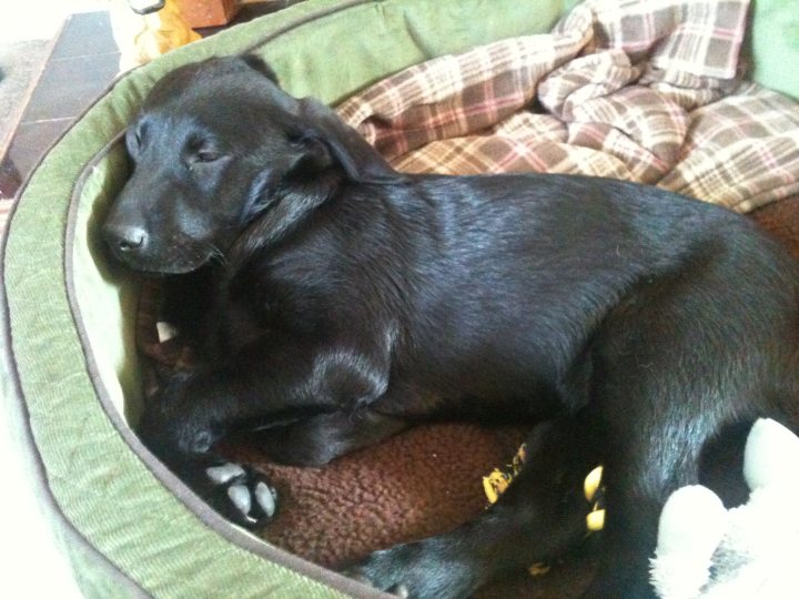 Pistonheads - The image depicts a large, black dog napping comfortably within its vibrant green bed, which features a plush pillow and a brown blanket. The dog's peaceful expression contrasts with a stuffed animal that is prominently displayed at one end of the bed. The scene suggests a calm and quiet environment, where the dog is undisturbed in its rest.