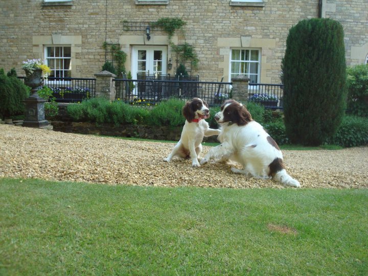 Post photos of your dogs - Page 224 - All Creatures Great & Small - PistonHeads - The image showcases a serene outdoor scene featuring two brown and white dogs. The larger dog is lying on its side, while the smaller dog stands nearby, showing an action of licking the larger dog's face. They are on a gravel surface, with greenery and a stone house subtly visible in the background. A path with a gravel surface, perhaps indicating a pet-friendly area, can be seen in the vicinity.