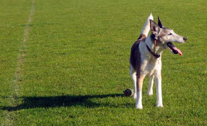 Post photos of your dogs vol2 - Page 61 - All Creatures Great & Small - PistonHeads - The image is a lively scene in an open grassy field. Dominating the scene is a curious dog, standing out with its distinctive white and gray coloring. The dog, a medium-sized breed, stands alert with its mouth slightly open, perhaps in mid-bark or preparing to do so. Its ears, sharply pointed, give it a look of keen interest in its surroundings. The field itself is an expansive green, contrasting nicely with its brown border. In the distance, barely visible due to its small size, is a blurry ball. It's likely the source of attention for our canine friend. The image is a snapshot of a moment full of anticipation and joy, typical of a day out for a dog in a park.