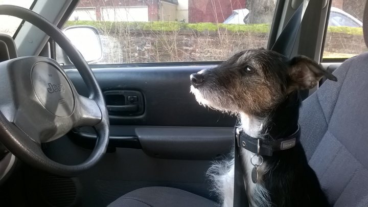 Post photos of your dogs (Vol 3) - Page 310 - All Creatures Great & Small - PistonHeads